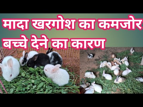 Weak Baby Rabbit कमजोर बच्चे पेदा होने का कारण / feamle rabbit deliver weak baby why ...