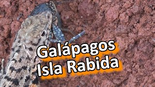 Ecuador - Galápagos - Isla Rábida