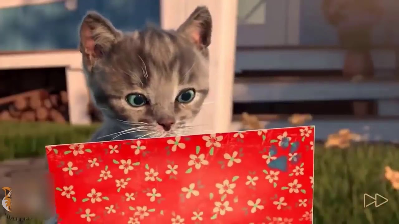 Film anak kucing lucu banget 