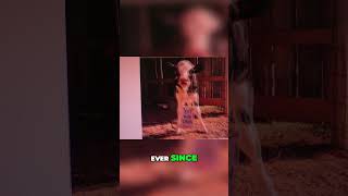 Why Chick Fil As Cow Mascots Took Over Advertising