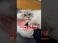 【まじごめん】猫を撫で回しすぎたら猫がこうなってしまいました。 #cat #サイベリアン #ネヴァマスカレード #猫 #shorts