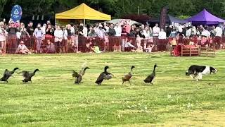 Trainer Struggles To Convince Ducks To Go Down Slide