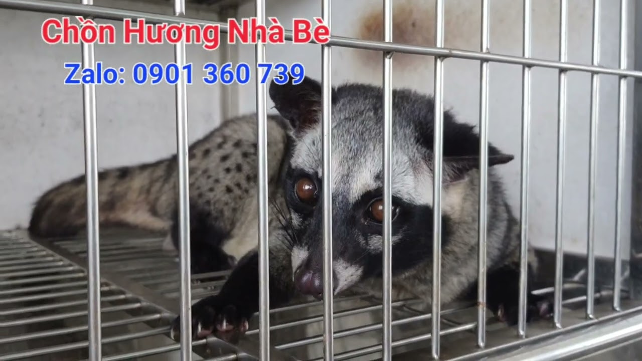 Phân biệt chồn hương Campuchia và chồn Đước của Việt Nam