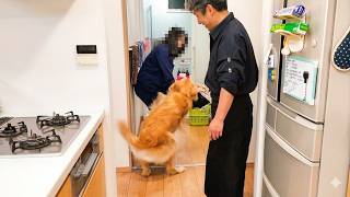 離れて暮らすお姉ちゃんが突然家の中に隠れていたら！見つけた瞬間大興奮するゴールデンレトリバー [Golden Retriever japan]
