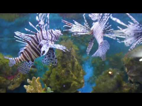 Кормление крылатки и рыбы ежа