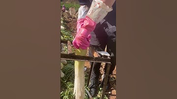 GI599961 mini rotary tillage and ridging all-in one tree 🌲 short view#subscribe