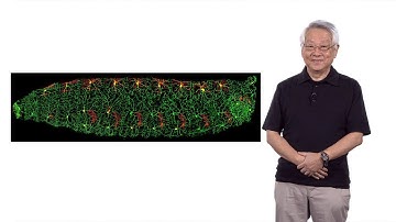 Yuh-Nung Jan (UCSF/HHMI) 1: How Does a Neuron Develop its Dendritic Morphology?