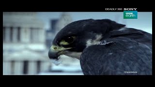 Peregrine Deadly 360 In Hindi Sony Bbc Earth In Hindi