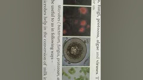 NCERT based CBSE Class 4 science chapter 2 part 5 Topic -  Human digestive system and microbes