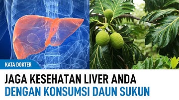 Jaga Kesehatan Liver Dengan Konsumsi Daun Sukun | Kata Dokter