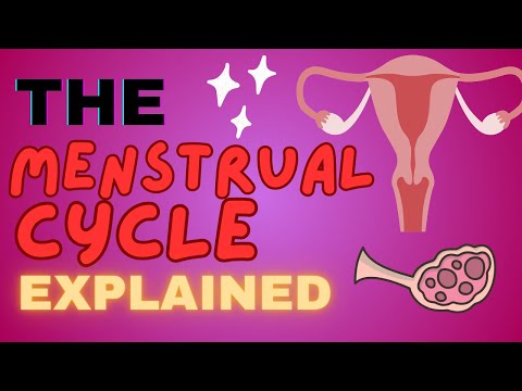 Video: Gjatë fazës menstruale cila shtresë e endometriumit derdhet?