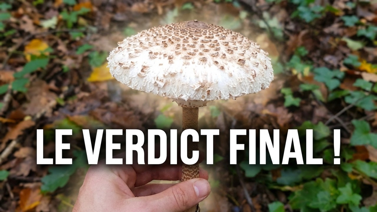 Ce Champignon en Forme de Mailloche Vaut-il Vraiment le Coup ?