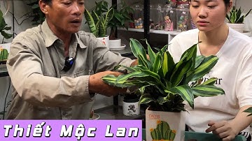Hướng Dẫn Trồng Và Chăm Sóc Cây Thiết Mộc Lan Lá Sọc Để Bàn | CÂY CẢNH CHỢ HÀNG | Đoạn Đằng Phong
