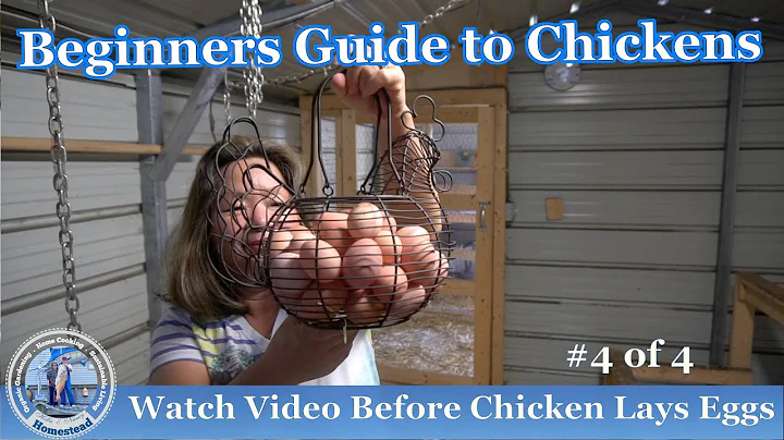 Before Your Chicken Start Laying Eggs watch this Video -  Raising Chickens  101