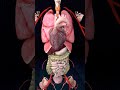 Internal Organs of the Human Body 🫁✨🫀