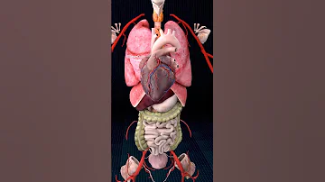 Internal Organs Of The Human Body 