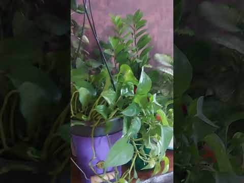 باز تعو لیف و از تو حموم گرفته فرار کرده