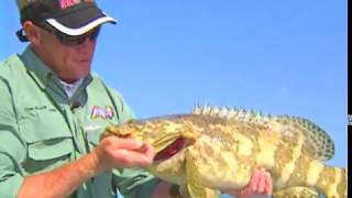 Everglades Wreck Fishing Goliath Grouper and Permit