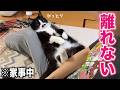 家事を始めてもこれっぽっちも離れる気がない赤ちゃんみたいな甘えん坊猫