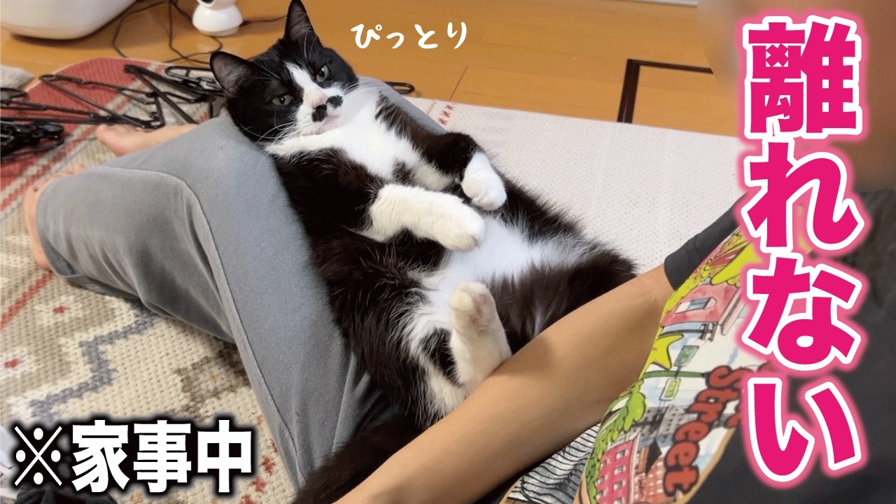 家事を始めてもこれっぽっちも離れる気がない赤ちゃんみたいな甘えん坊猫