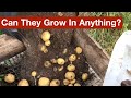 Can Potatoes Grow in Almost Anything? - Part 3 of the Potato Grow Bag Trials