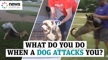 What do you do when a dog attacks you?