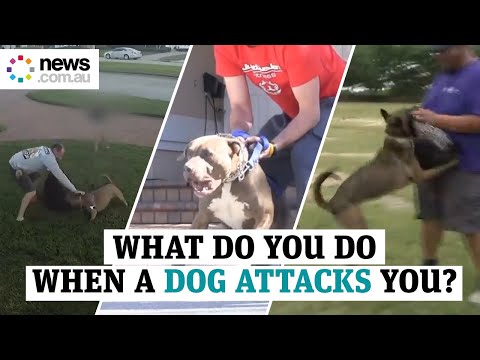 वीडियो: जब आप एक कुत्ते को चींटियों द्वारा हमला किया जाता है तो आप क्या करते हैं?