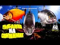 Русская рыбалка 4.🎣🦈 оз. Куори 🐬🐟🐬💦 РЫБАЛКА на СПИННИНГ от LATORSO 👀