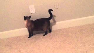 (B) Лучший Брейк - Данс от Сиамской кошки Келлюси =^..^= СИАМСКИЕ КОШКИ (B) Лучший Брейк - Данс от Сиамской кошки Келлюси =^..^= СИАМСКИЕ КОШКИ