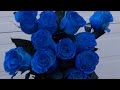 Как сделать  синие розы?