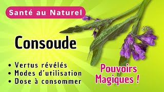 Consoude Magique Pourquoi Tout Le Monde Parle De Ses Bienfaits Pour La Santé ? Les Explications