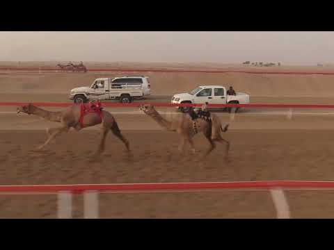 الشوط 8 محيره للسيد سالم سعيد محسن حفيظ المزروعي توقيت 4 50 09