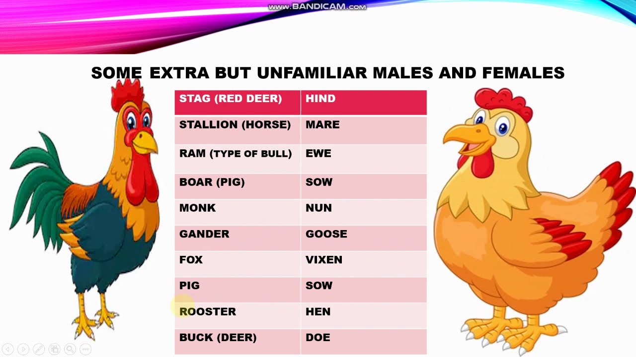 Useful Tips To Convert Masculine To Feminine Gender Nouns All About Gender Nouns With Meaning