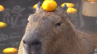 Capybara tiktoks part 1