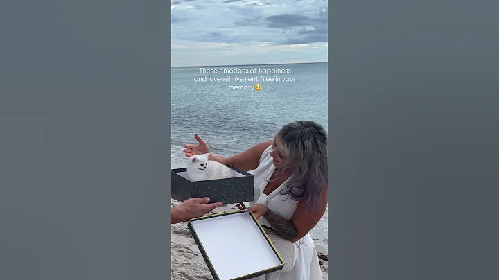 Watch the video about Scottish Straight #scottishstraight #ScottishStraightKitten#ScottishFold