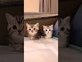 Cute Kittens ❤️