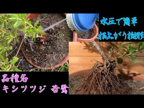 Azaleas and rhododendrons can easily have their roots raised using
