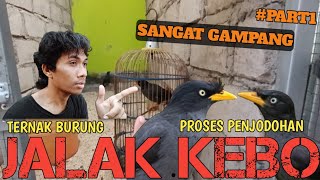 Cara ternak burung jalak kebo sangat gampang langsung jodoh