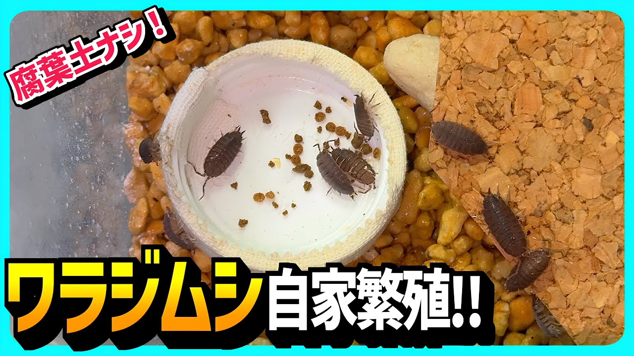腐葉土無しでワラジムシを爆殖させる！3ヶ月経過！【ニホンヤモリ・爬虫類・飼育】
