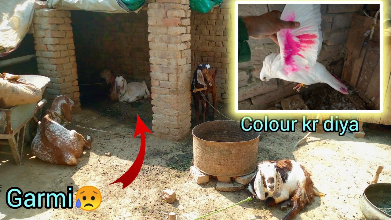 garmi-agya-or-kabtor-ko-rang-kr-diya-pet-vlog-technical-youtube