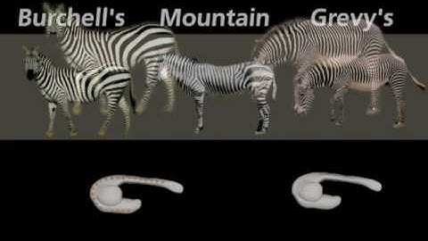 A Look at "The Language of Color"