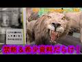 【閲覧注意再び!】奇妙・禁断・唯一無二!夢の国より夢の博物館!つやま自然のふしぎ館