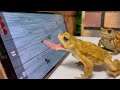 Toad vs Game 🐸 (Miyako Toad & Australian Green Tree Frog)