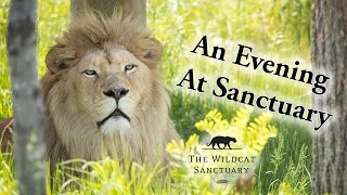 An Evening At Sanctuary || The Wildcat Sanctuary