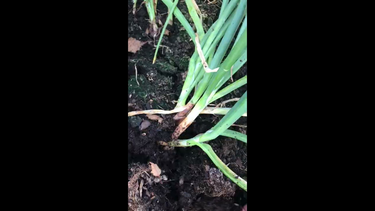 Skördar potatislök