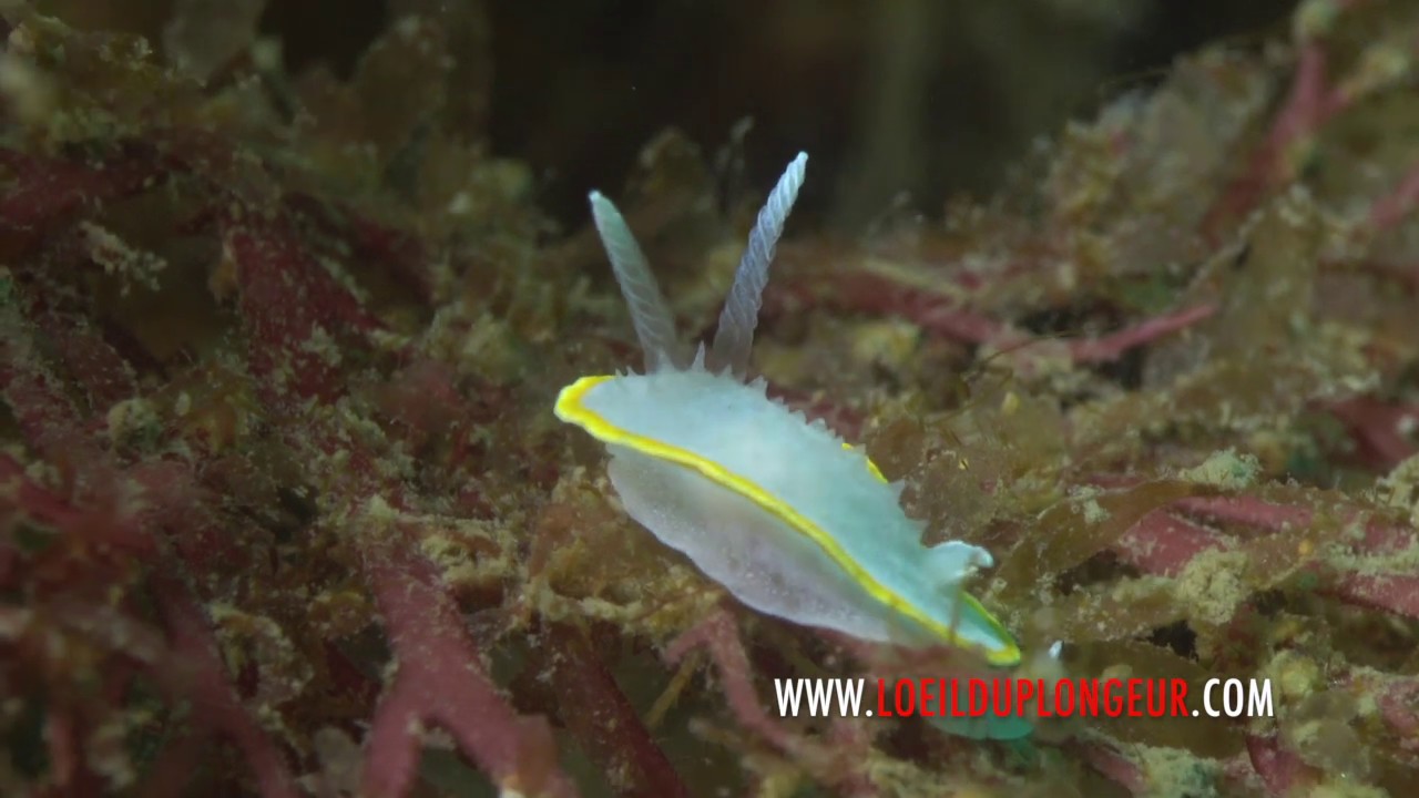 Doris blanc à couronne d'or - Diaphorodoris alba - Carnon - www.loeilduplongeur.com