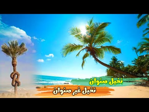 كيف تفرق بين نخيل صنوان وغير صنوان فى قوله تعالى ونخيل صنوان وغير صنوان