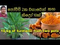 බදුන් දෙකක වගාවෙන් කහ කිලෝ 10ක්  turmeric cultivation කහ වගාව Organic turmeric cultivation