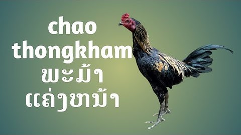 tu qaib li cas qaib thiaj liab thiab muaj zog