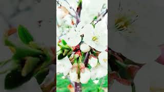 #可爱花朵花卉植物治愈美 #实景拍摄#特效剪辑#治愈风景 #cute flowers plants healing beauty #scenery #玖零壹贰 #NZOT #9012 #shorts